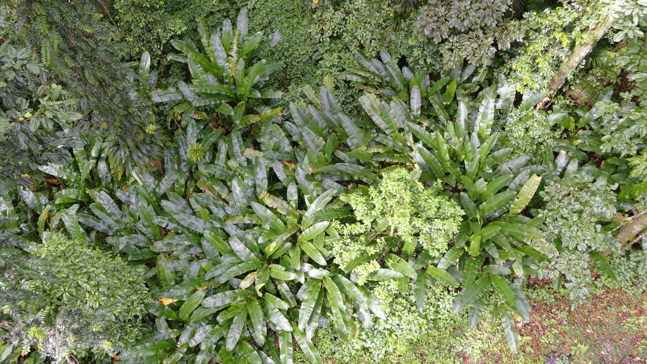 20190201-103657•Rain Forst Aerial Tram•Bisee•Castries•St Lucia